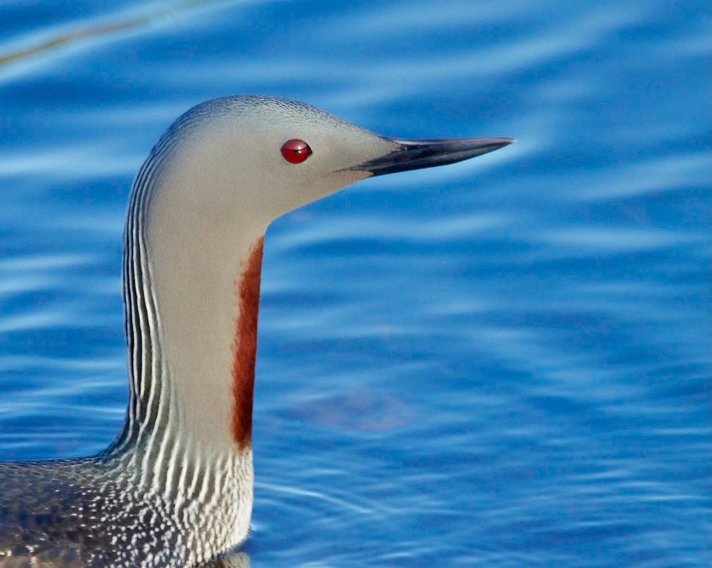 Red-throated Loon or Red-throated Diver (Gavia stellata)